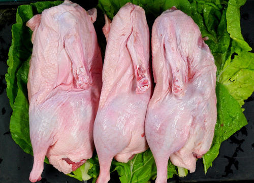 魔芋烧鸭原材料