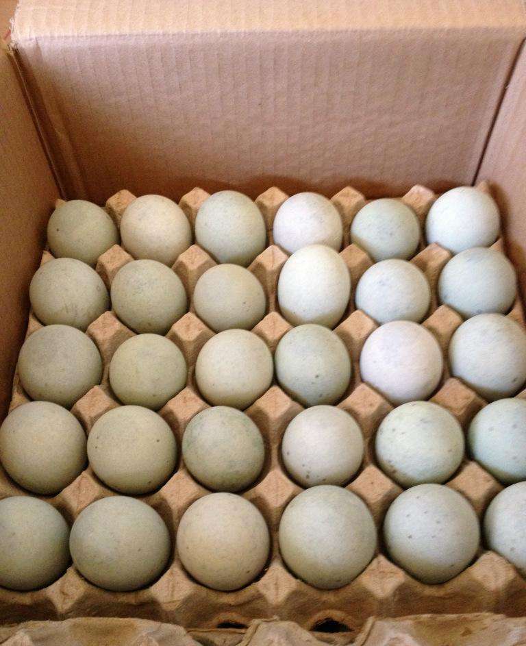 皮蛋瘦肉粥原材料